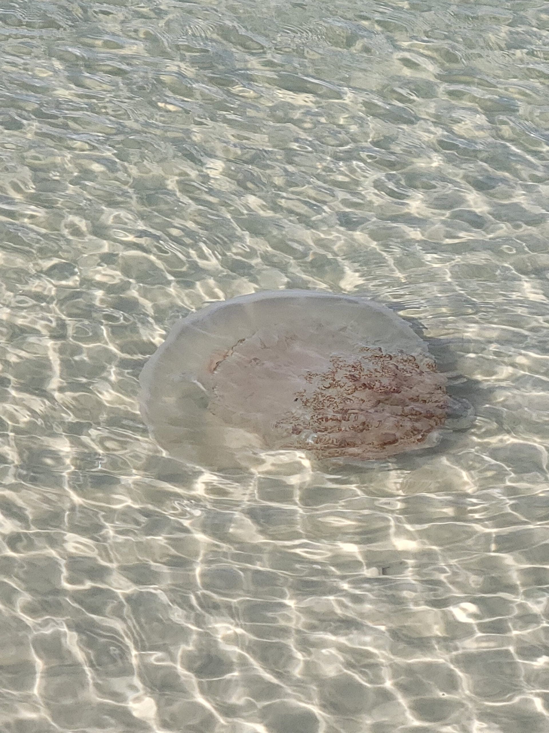 cannonball jellyfish