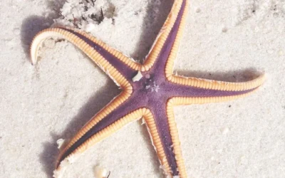 Discover Starfish at Pensacola Beach