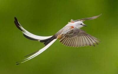 The “Bohemian” Long-Tailed Mystery