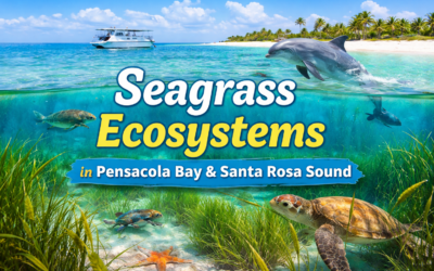 Pensacola Bay seagrass