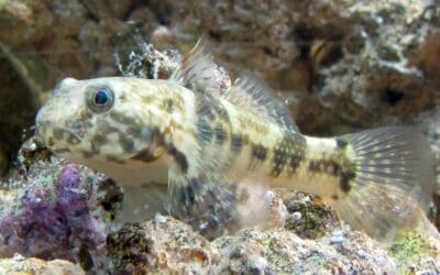 Meet the Frillfin Goby