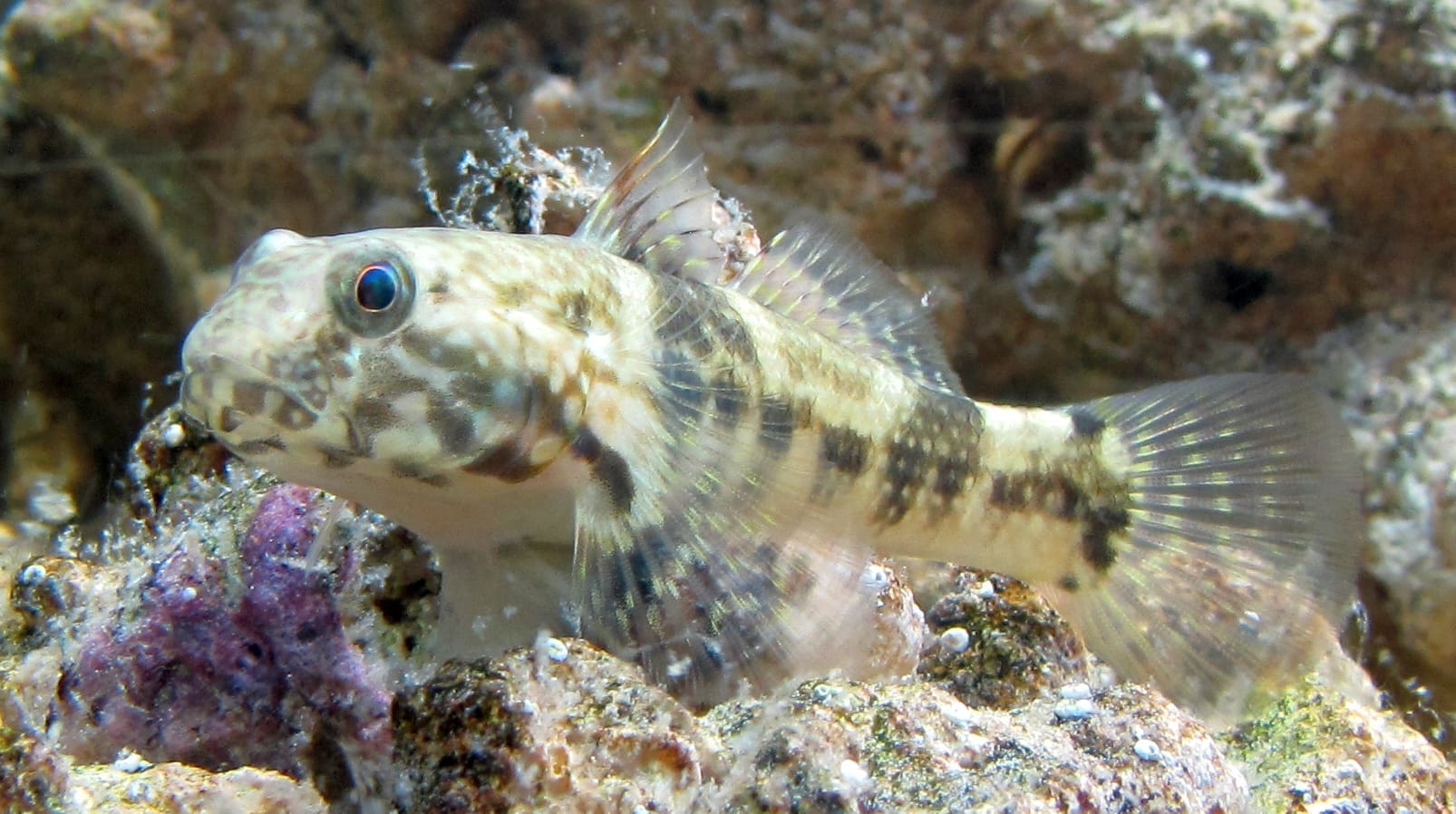 Close up view of a frillfin goby showing its unique mottled patterns and robust body.