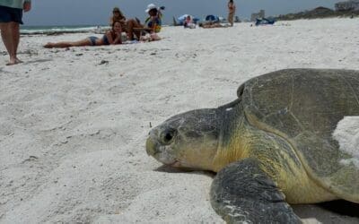 Rare Encounter: Spotting a Kemp’s Ridley Sea Turtle