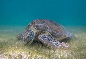 Spotting Green Sea Turtles From Your Pensacola Pontoon Rental