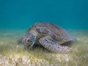 Green Sea Turtle grazing on seagrass in the shallows near a Pensacola pontoon boat rental