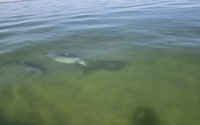 The Ultimate Guide to Dolphin and Sunset Tours in Pensacola Beach