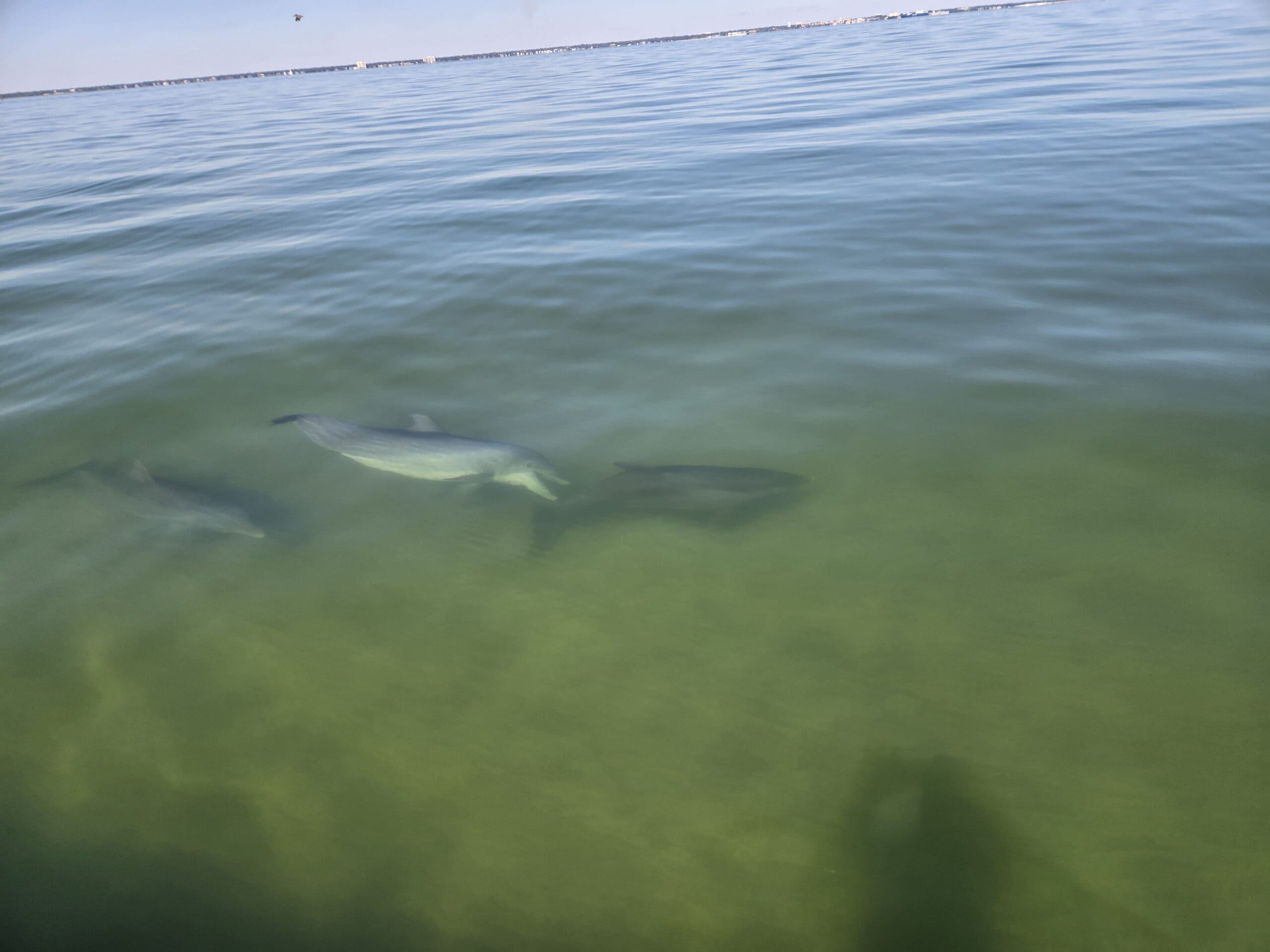 Multiple wild dolphins swimming through the clear emerald waters of the Santa Rosa Sound during a private Pensacola boat tour.