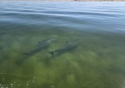 Two wild dolphins gliding side-by-side through the shallow green waters off the Florida panhandle during a guided family boat excursion.