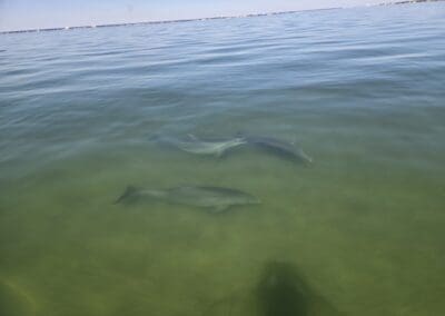 A pod of dolphins swimming close to the surface, viewed from a private captained boat charter in Pensacola Beach, Florida.
